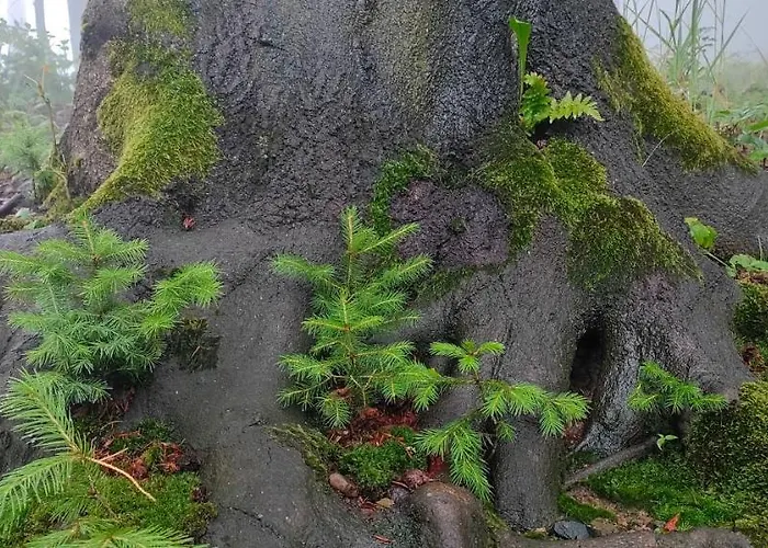 Tesak-cernava ゲストハウス