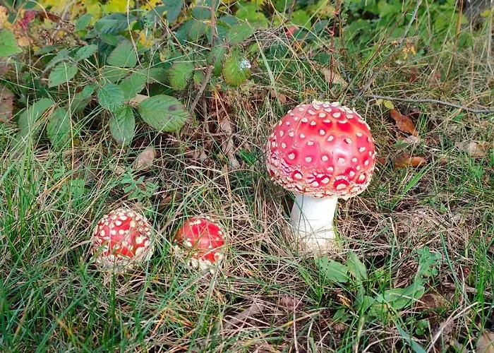 Tesak-cernava ゲストハウス